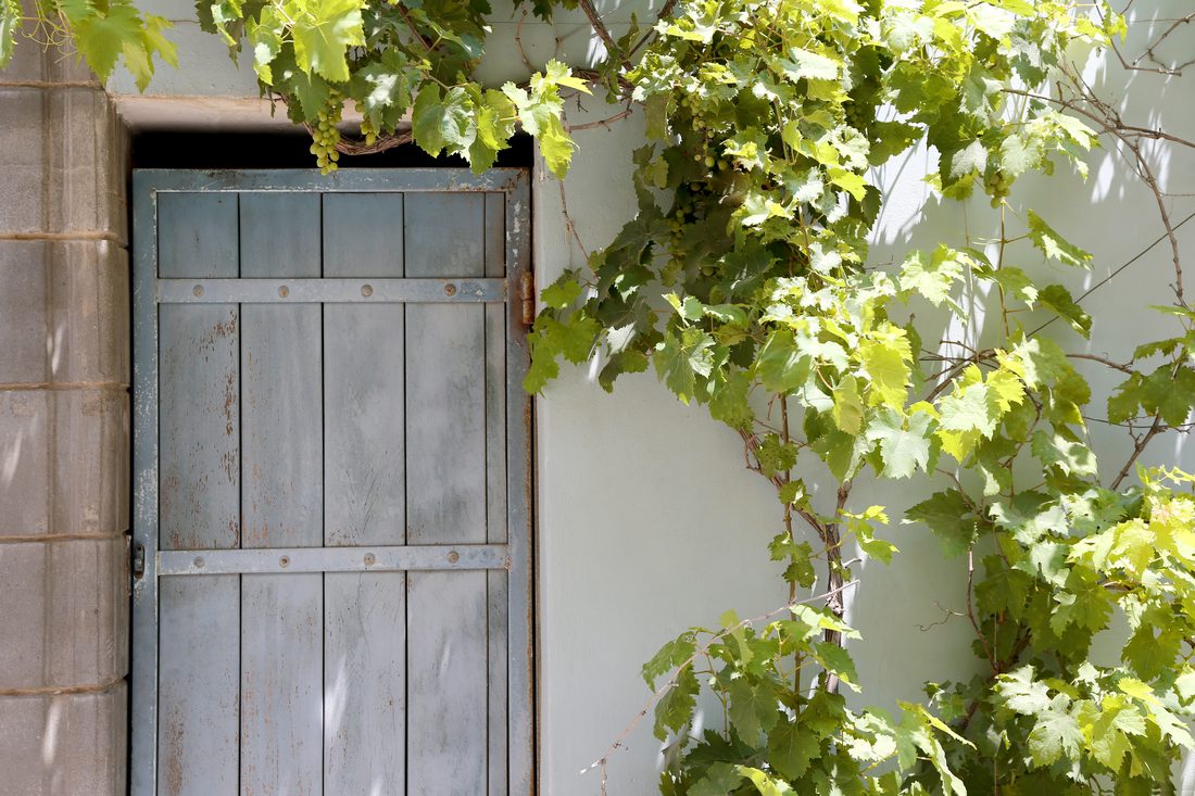 Weathered wooden entry door framed by green ivy
